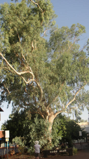 River Red Gum - Tod Mall, Alice Springs