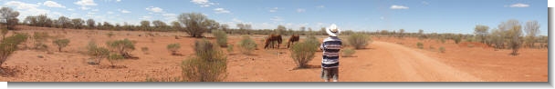 Brumbies in outback Australia