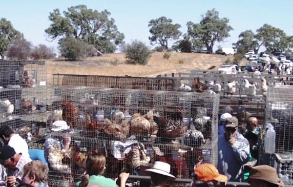 Mernda Market Poultry