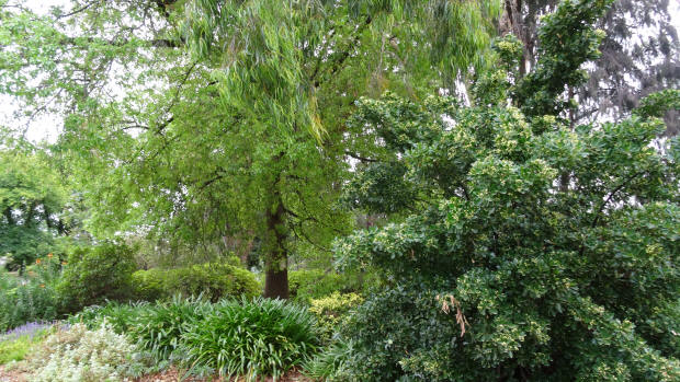 Trees in Ardrie Park