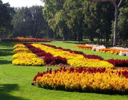 Flowers in Carlton Gardens