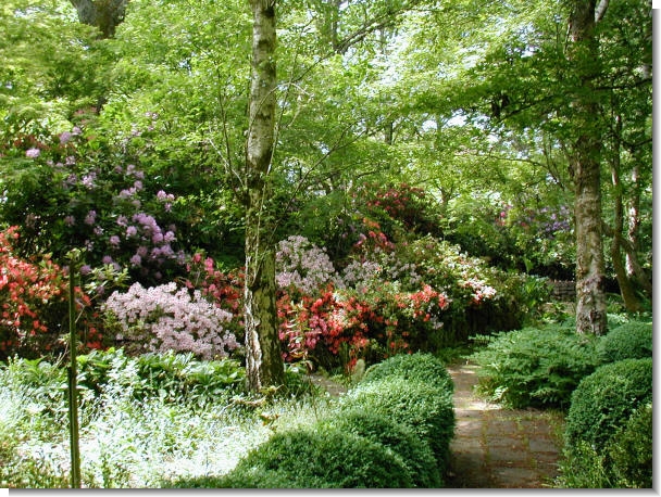 Azaleas at a Victorian private garden