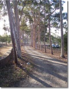 Avenue of scented gum trees