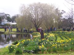 Daffodils by the lake